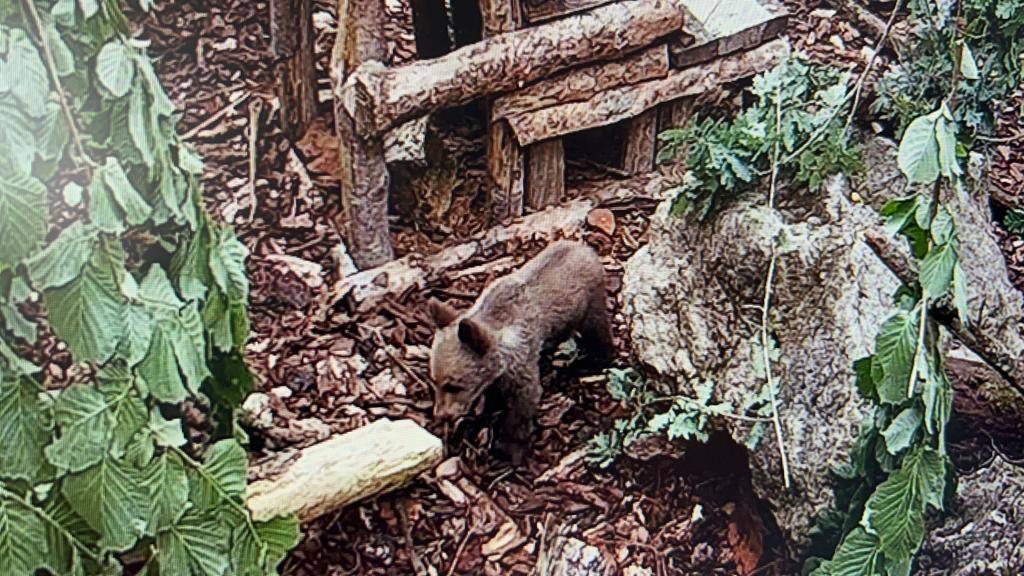 El osezno recuperado en estado crítico en Igüeña evoluciona favorablemente en el Centro de Recuperación de Fauna Silvestre de Cantabria