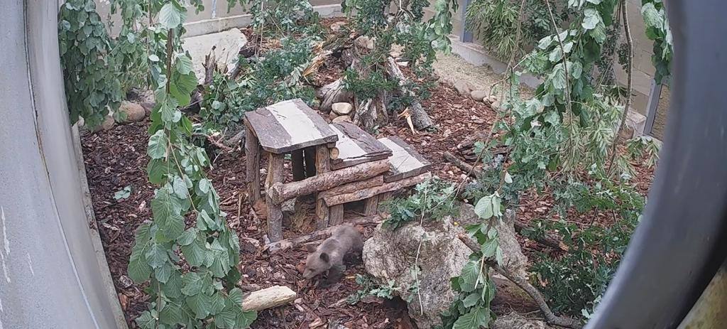 El osezno recuperado en estado crítico en Igüeña evoluciona favorablemente en el Centro de Recuperación de Fauna Silvestre de Cantabria