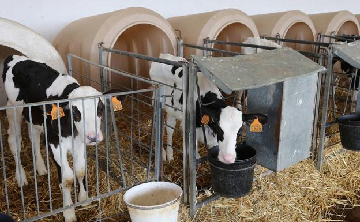 El aumento del precio pagado al ganadero por su leche es aún «muy bajo y no es proporcional» al aumento de los gastos de producción