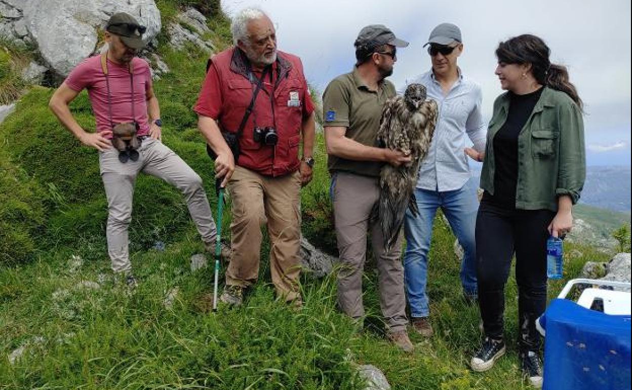 Los ejemplares fueron llevados ayer a los Picos de Europa, donde vivirán en libertad.