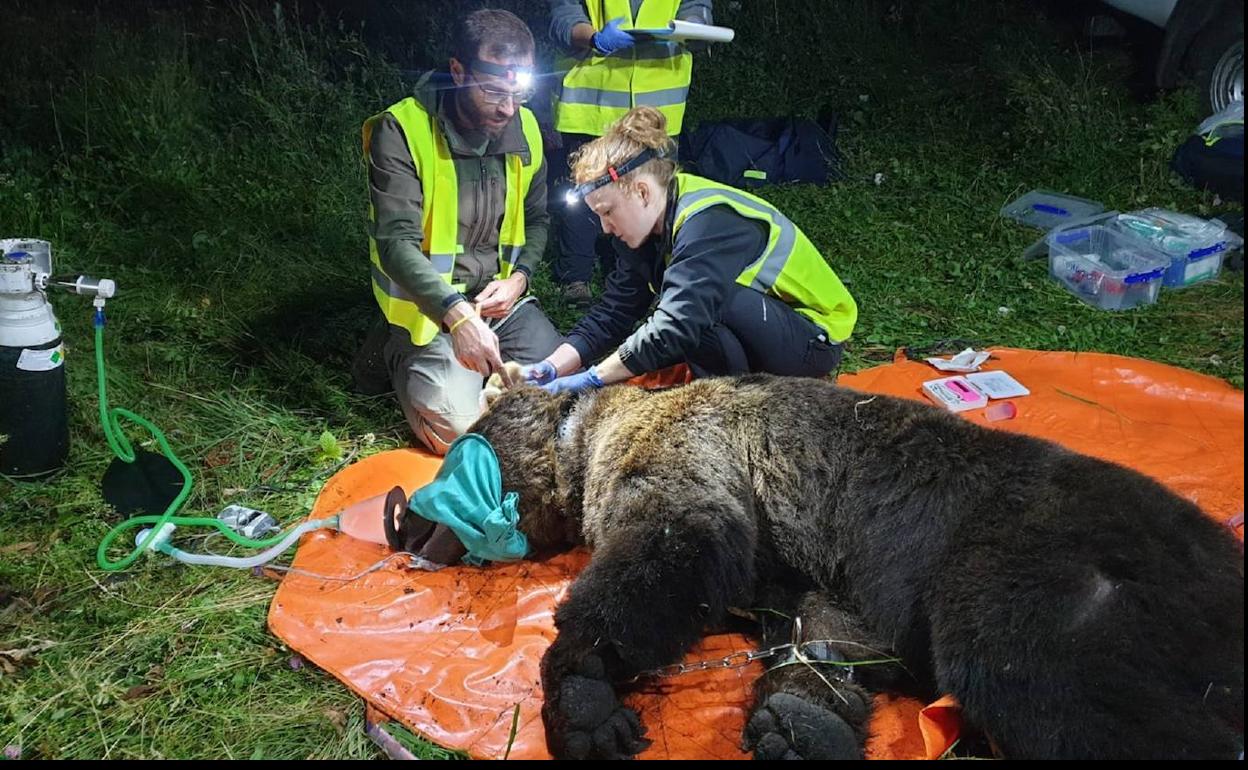 EL equipo de radiomarcaje de la Junta 'captura' un ejemplar de oso en el Sil para su seguimiento.