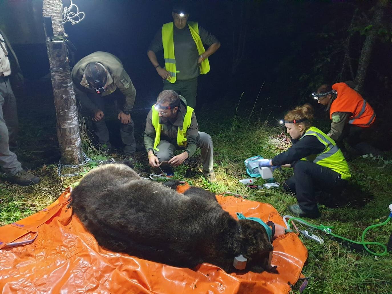 Con la captura del nuevo ejemplar, un macho de 193 kilos, son dos los ejemplares radiomarcados por la Junta en menos de una semana, tras el ejemplar capturado el sábado en el Parque Natural de la Montaña Palentina, lo que hace un total de tres los ejemplares radiomarcados en Castilla y León desde que el Plan de Captura y Radiomarcaje se iniciara en septiembre del año pasado.