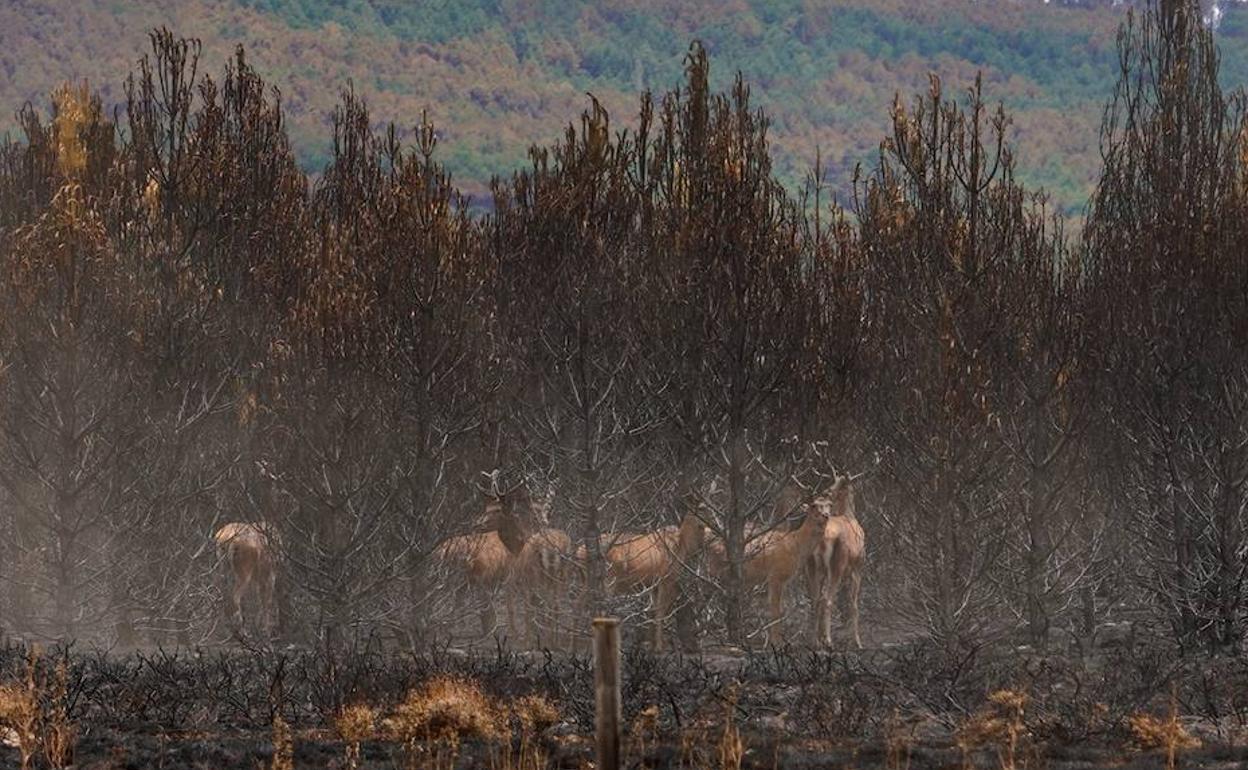 El incendio de la Sierra de la Culebra provocó 76 millones de pérdidas en ecosistemas según una valoración de la Coordinadora Rural de Zamora y la Universidad de Salamanca