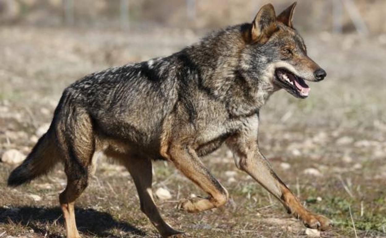 Un lobo ibérico.