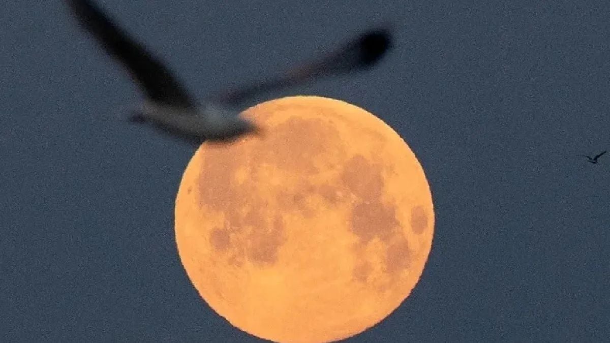 Durante la noche del martes y la madrugada de este miércoles la 'Superluna del Ciervo' ha iluminado el cielo leonés. Se trata de una 'gran luna' apreciable con un tamaño un 7% superior al habitual. 