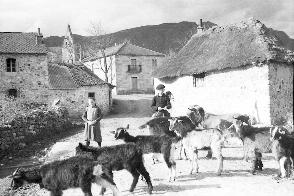 Vecera de las cabras en Huergas de Babia, 1950. 