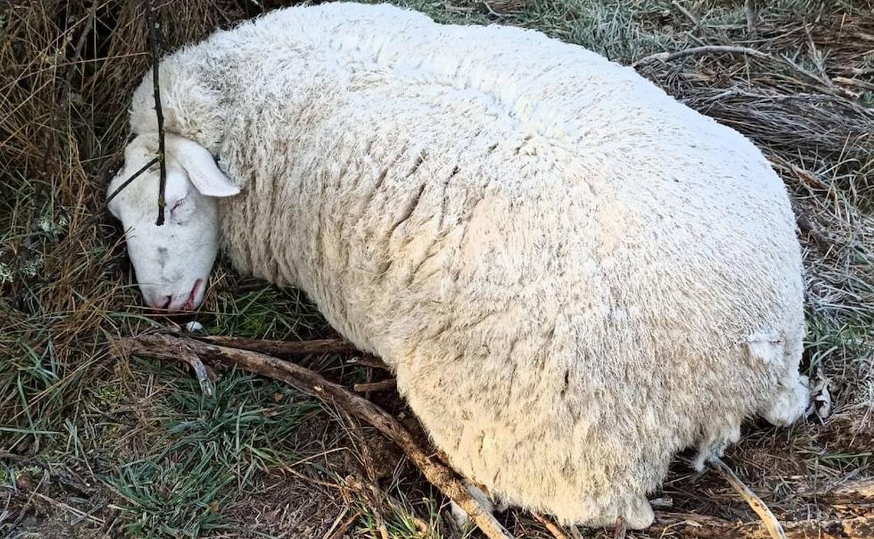 Cadáver de una oveja atacada por el lobo en una explotación ganadera de Riallo.