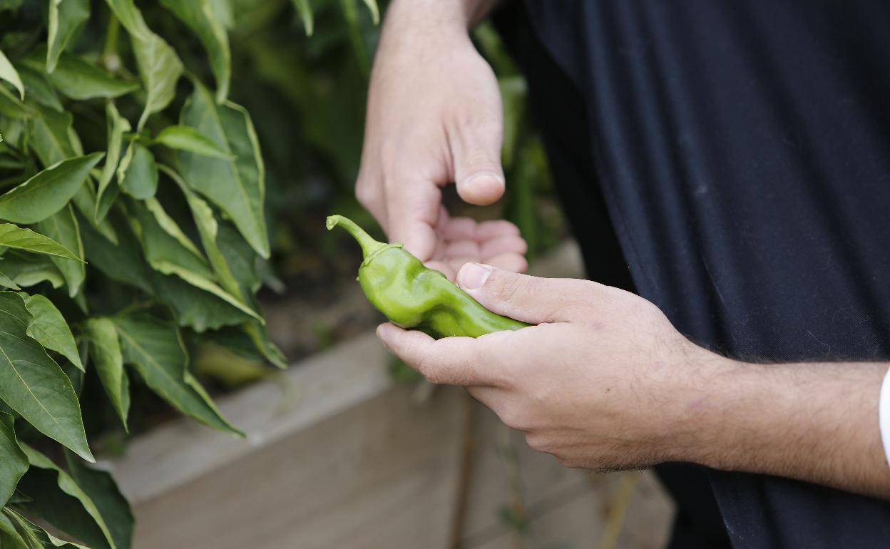 Una persona recoge un pimiento verde. 