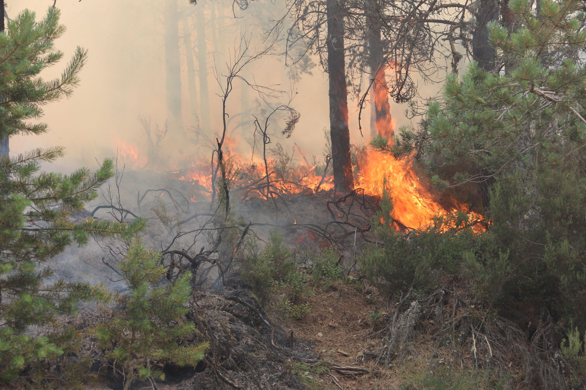 Fotos: Incendio forestal en Montes