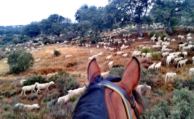 Deme González vigila las ovejas desde su caballo. 