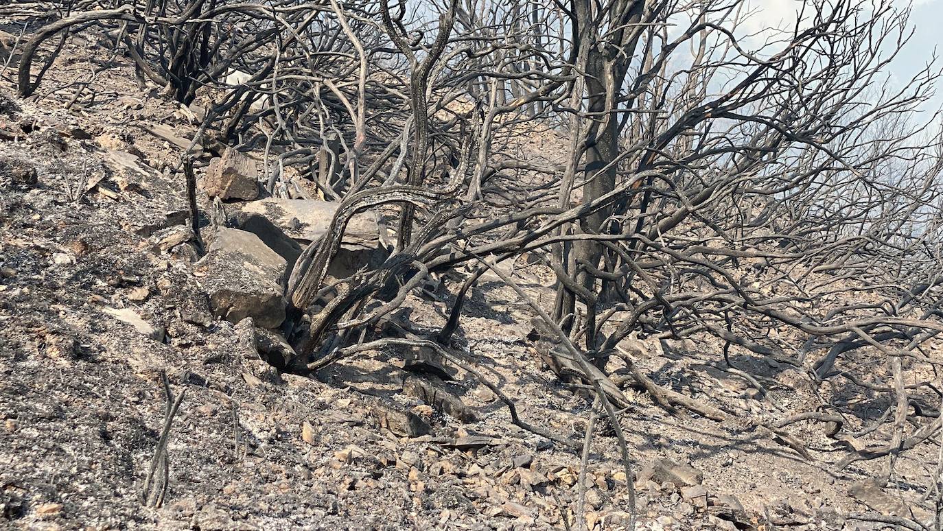 Fotos: Incendio forestal en Montes