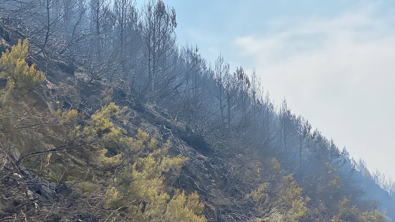 Fotos: Incendio forestal en Montes