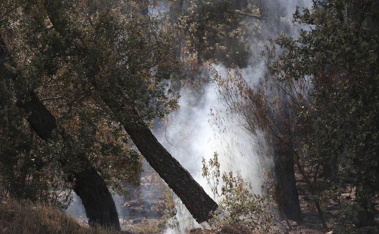 Incendio en la comarca zamorana de Tábara.