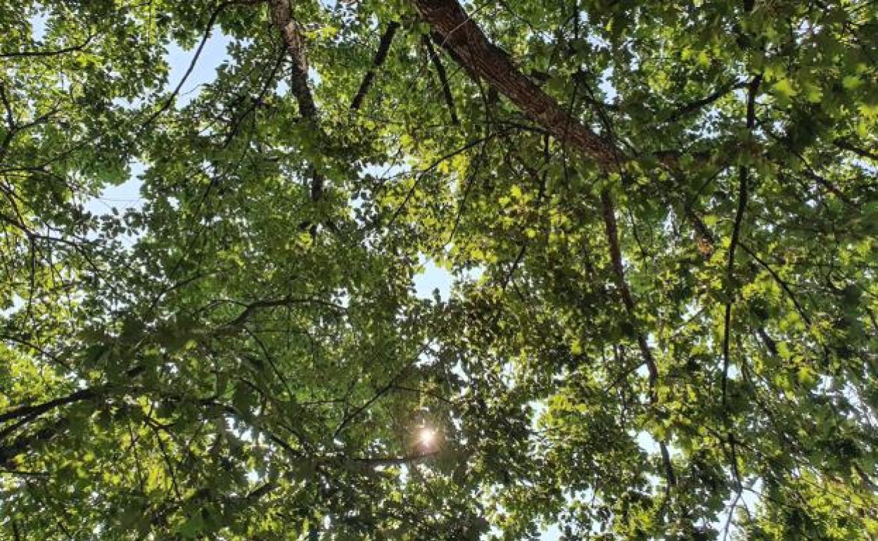 Castilla y León necesitará generar unos bosques «bien gestionados, resistentes y resilientes» donde no haya miedo a echar mano de la motosierra