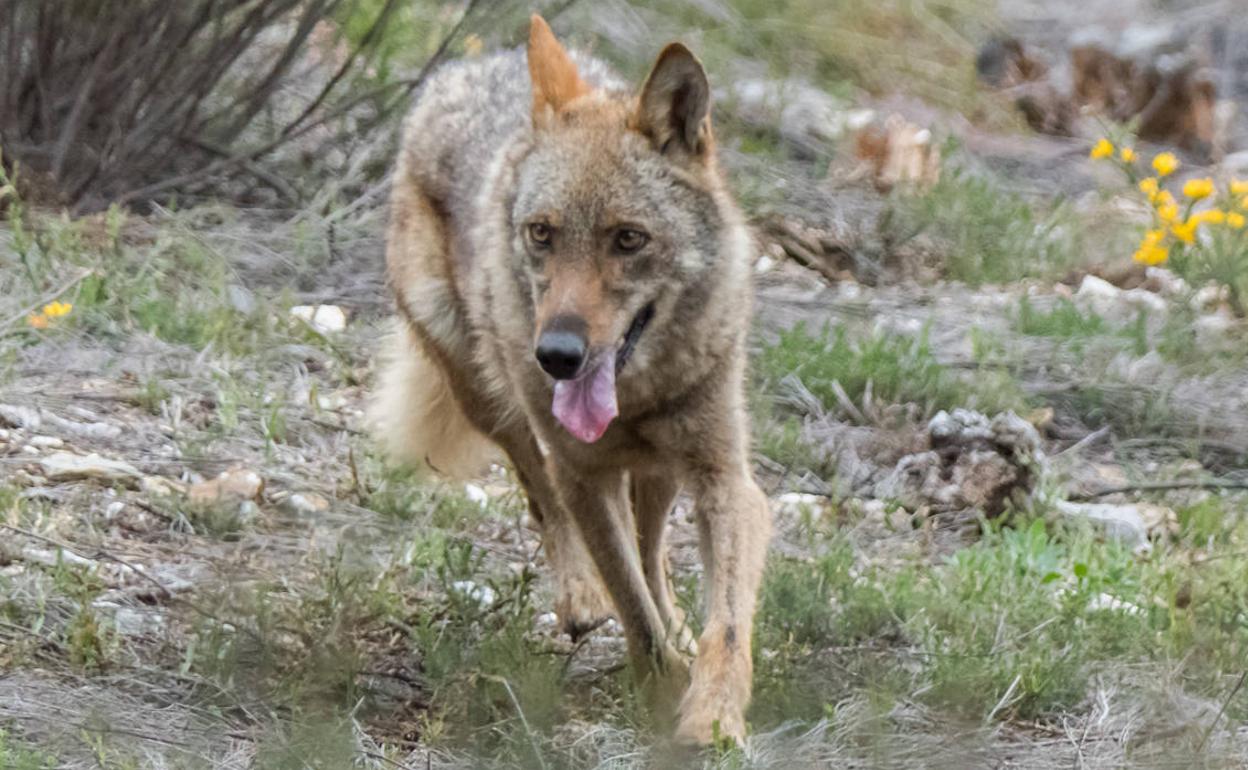 Un ejemplar de lobo en el centro de Robledo de Sanabria.