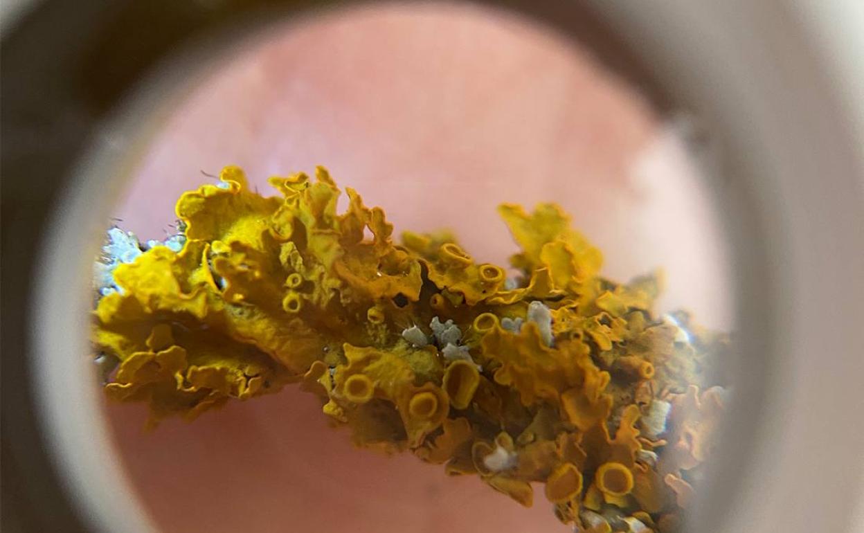 Imagen ampliada de un liquen.