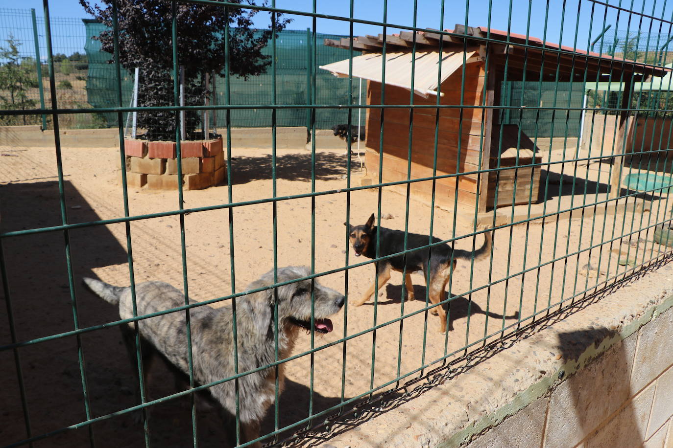 Instalaciones e inquilinos del Hotel Canino Las Lomas