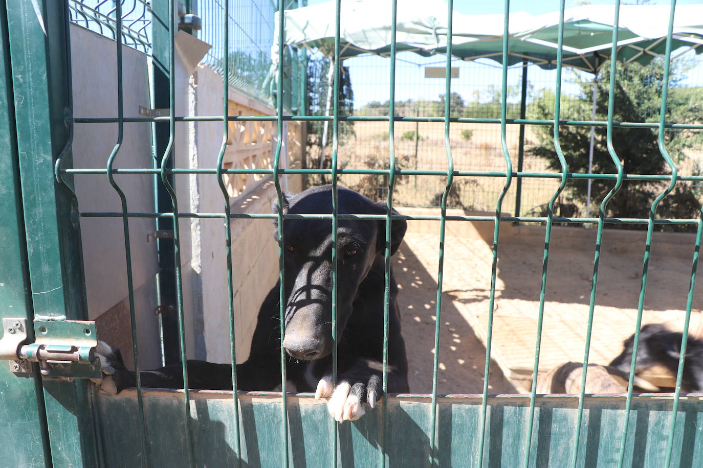 Instalaciones e inquilinos del Hotel Canino Las Lomas