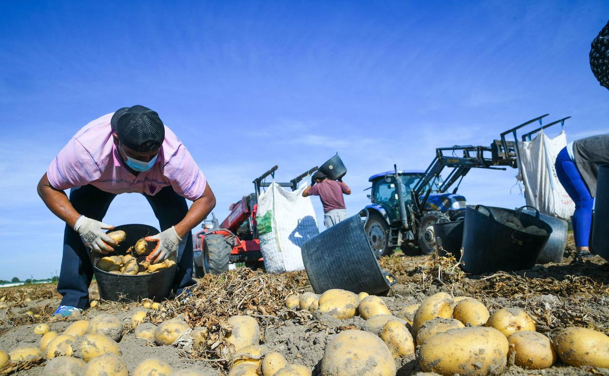 Una de las labores propias de esta época es la recogida de patatas, que demanda mucha mano de obra. 