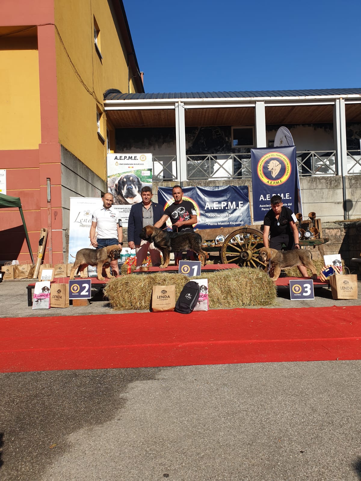 El X Concurso Monográfico de Mastín Español se celebra en Villablino con la flor y nata de esta raza de pastoreo