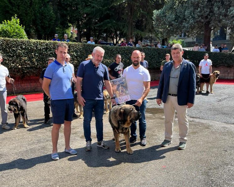 El X Concurso Monográfico de Mastín Español se celebra en Villablino con la flor y nata de esta raza de pastoreo
