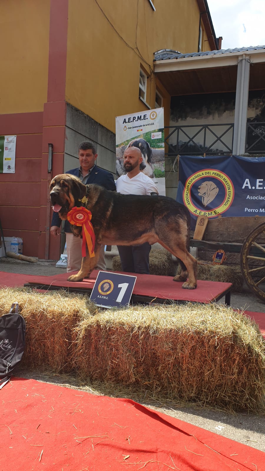 El X Concurso Monográfico de Mastín Español se celebra en Villablino con la flor y nata de esta raza de pastoreo