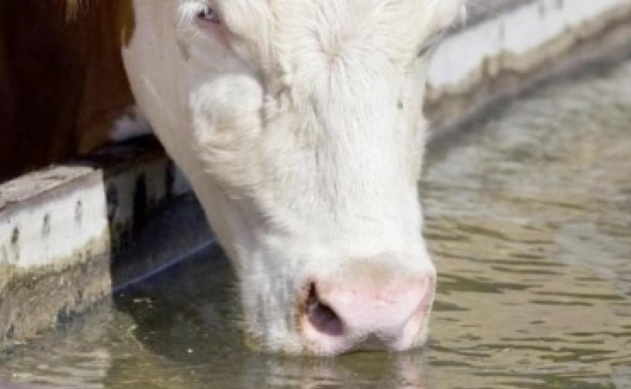 Será para explotaciones ganaderas en régimen extensivo o mixto de Castilla y León