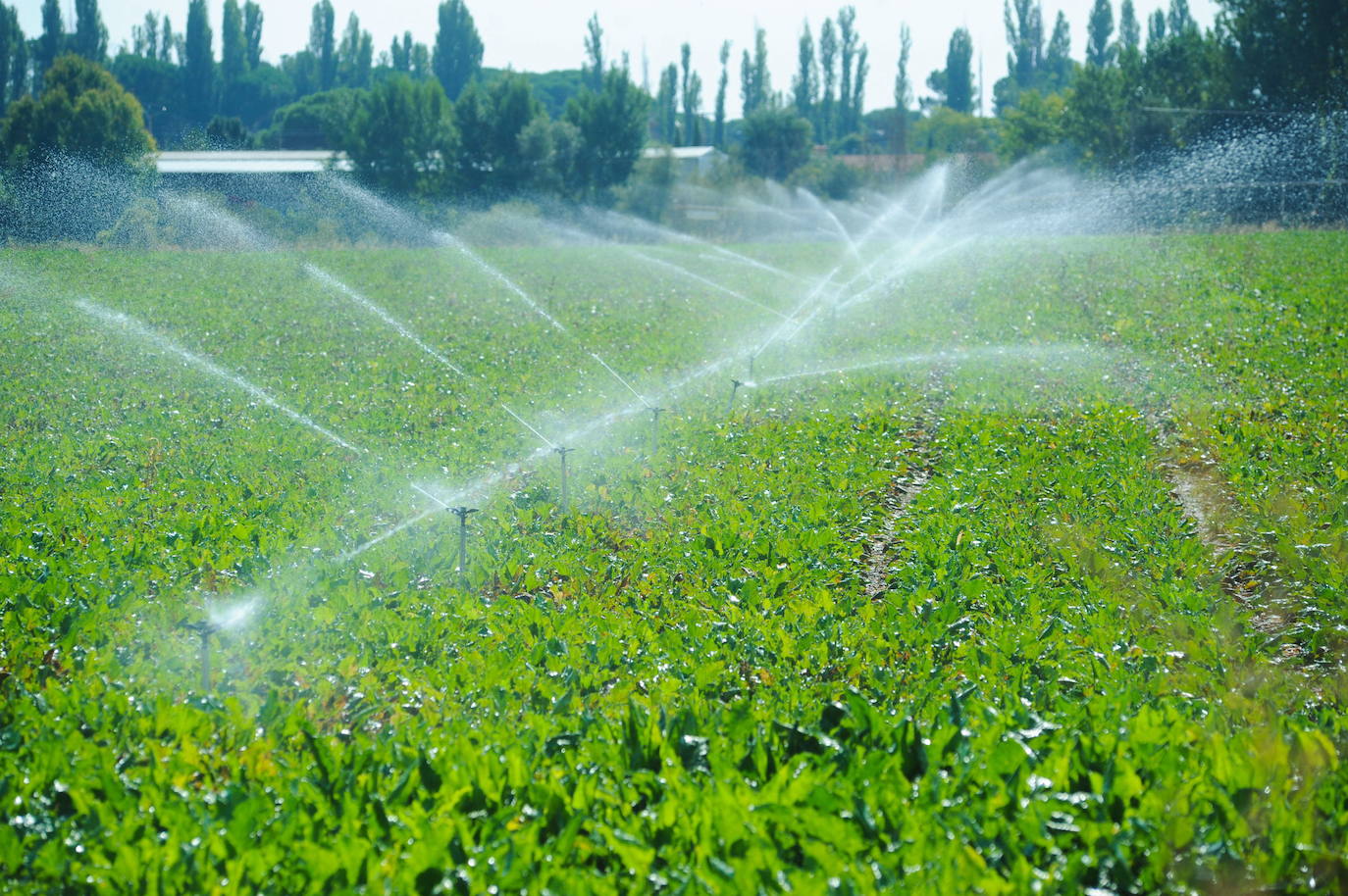 Cultivo de remolacha en Simancas.