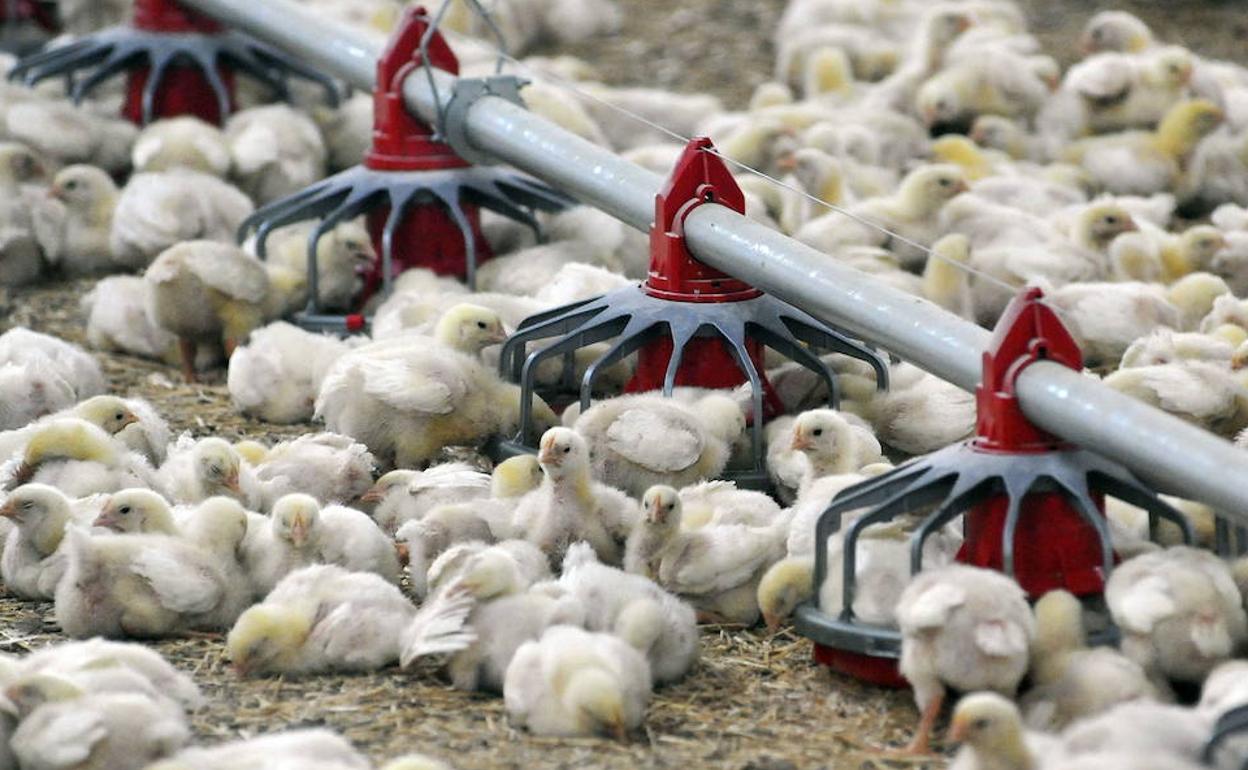 Los sistemas de ventilación de las granjas de pollo y pavos, están inflando las facturas.