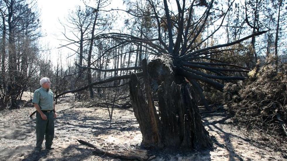 Un vecino contempla uno de los árboles que se perdieron en el incendio. 