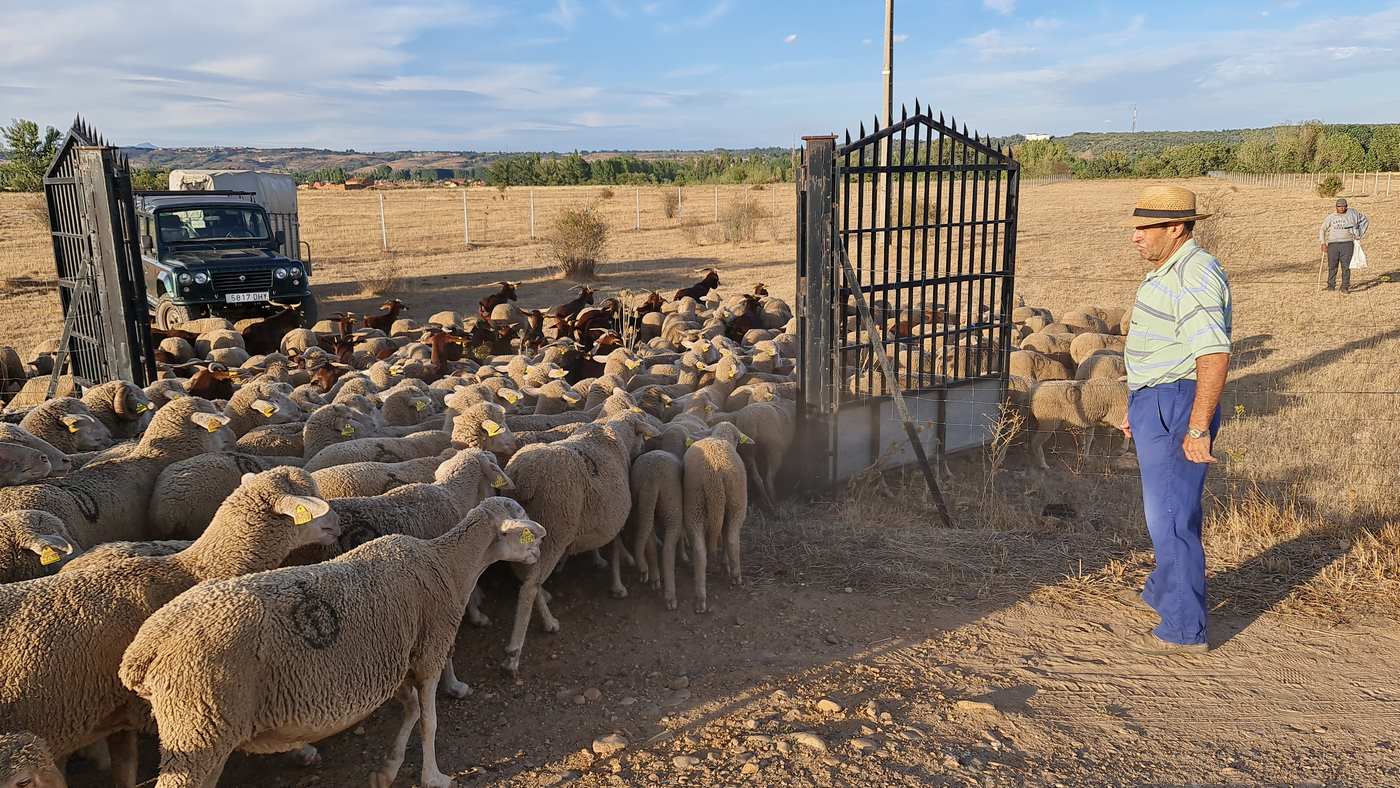 Un rebaño de 4.600 ovejas, divididas en cuatro grupos, regresa al sur de León tras su estancia en la montaña para 'saborear' los mejores pastos | De Torre de Babia a Valdesogo de Arriba. 