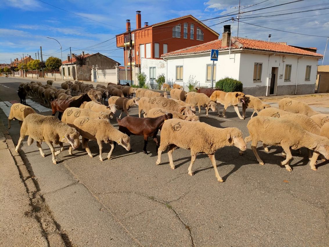 Un rebaño de 4.600 ovejas, divididas en cuatro grupos, regresa al sur de León tras su estancia en la montaña para 'saborear' los mejores pastos | De Torre de Babia a Valdesogo de Arriba. 