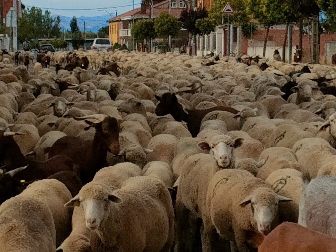 Un rebaño de 4.600 ovejas, divididas en cuatro grupos, regresa al sur de León tras su estancia en la montaña para 'saborear' los mejores pastos | De Torre de Babia a Valdesogo de Arriba. 