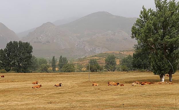 La ganadería extensiva de montaña ha sufrido este año grandes pérdidas. 