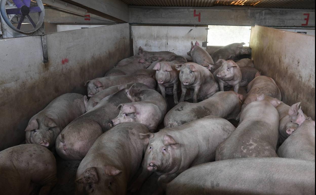 Los mataderos tendrán cámaras para garantizar el buen trato a los animales