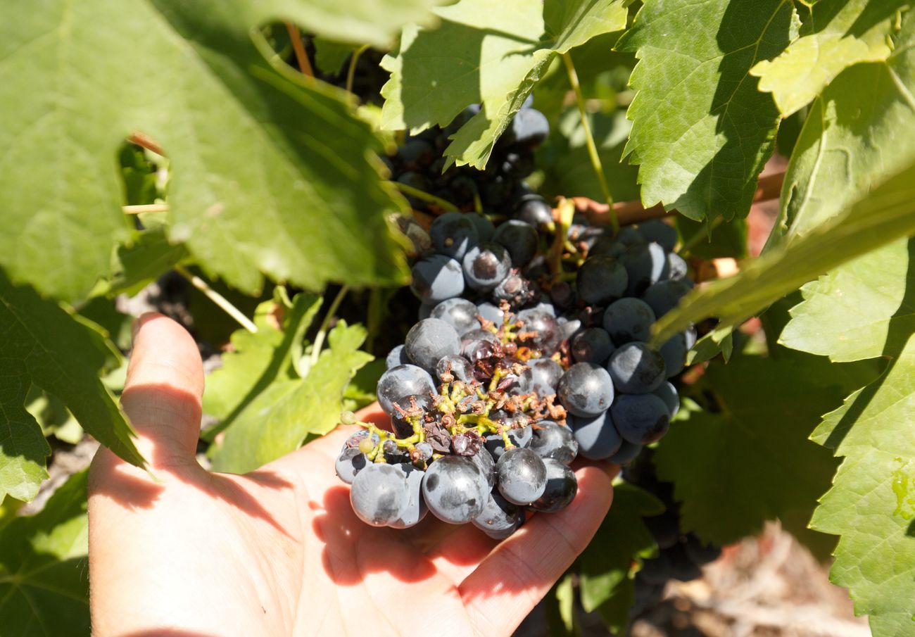 La fuerte granizada provoca daños en los viñedos de la DO Bierzo en Arganza, Quilós, Magaz y San Lorenzo. El Consejo Regulador sigue adelante con la idea de iniciar la campaña de vendimia este fin de semana al garantizarse el margen de «dos o tres días» para que la planta seque y pueda recoger la humedad antes de la recolectar la uva.