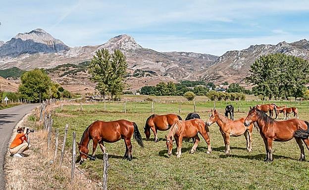 Varios caballos de la raza hispano-bretona.