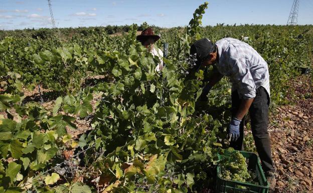 Las condiciones climatológicas de este verano, con escasas precipitaciones desde hace más de tres meses y altas temperaturas, están condicionando el desarrollo de la uva