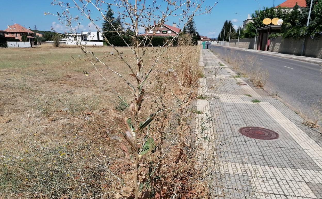 Las hierbas altas y la maleza junto a las aceras son algunos de los aspectos que critica IU.