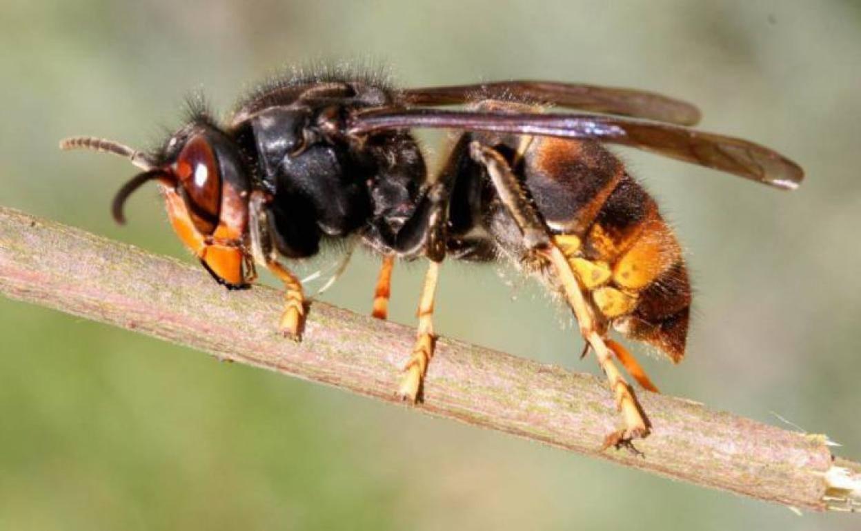 Imagen de la Avispa Asiática, especie invasora en León.