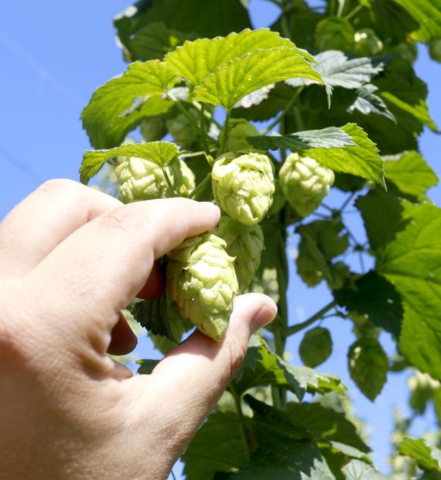 Plantas de lúpulo en la localidad leonesa de Carrizo de la Ribera en la antesala de su cosecha. 