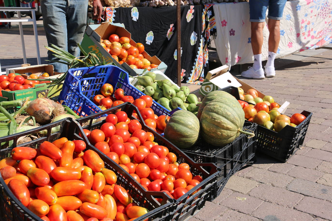 Imágenes de la Feria del Tomate de Mansilla en 2022