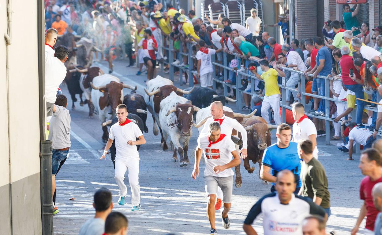 Los astados de la ganadería de Cebada Gago protagonizan el primer encierro de las fiestas de Cuéllar, que no se celebran desde 2019.