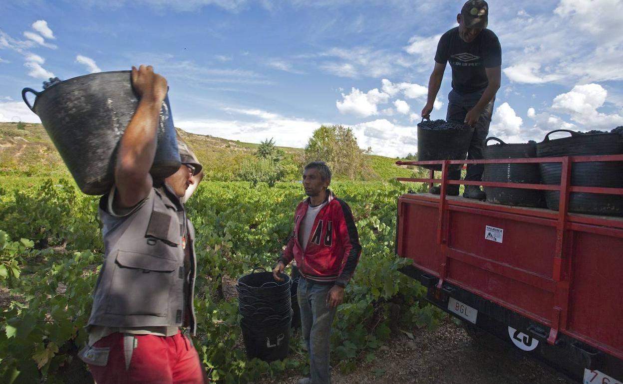 Jornaleros trabajan en la vendimia en tierras del Bierzo en una imagen de archivo.