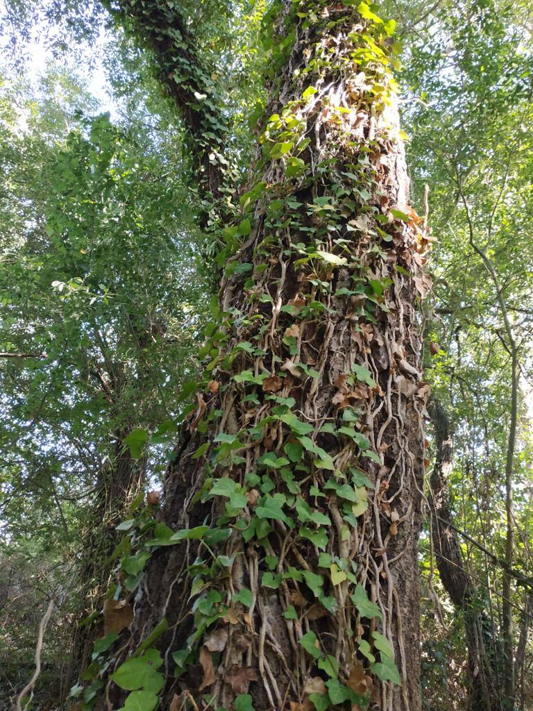 Una fuente del siglo XVII podría salvar la zona verde de La Milla del Páramo.