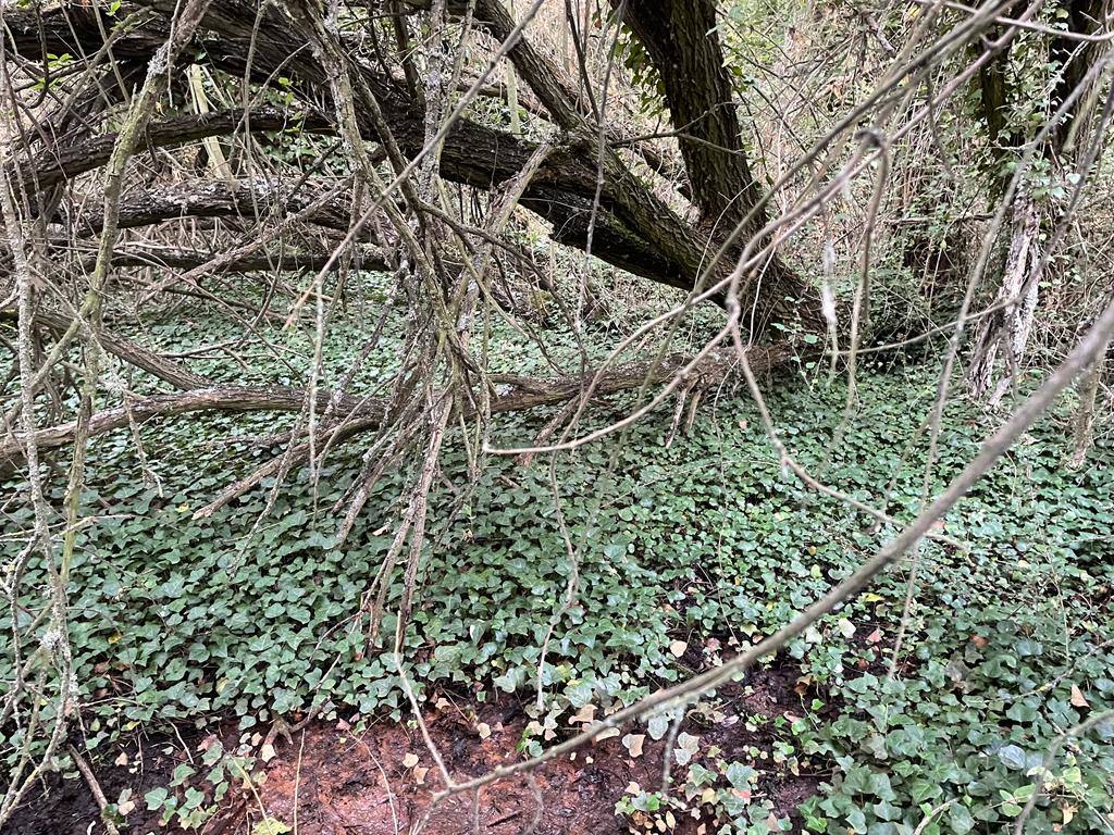 Una fuente del siglo XVII podría salvar la zona verde de La Milla del Páramo.