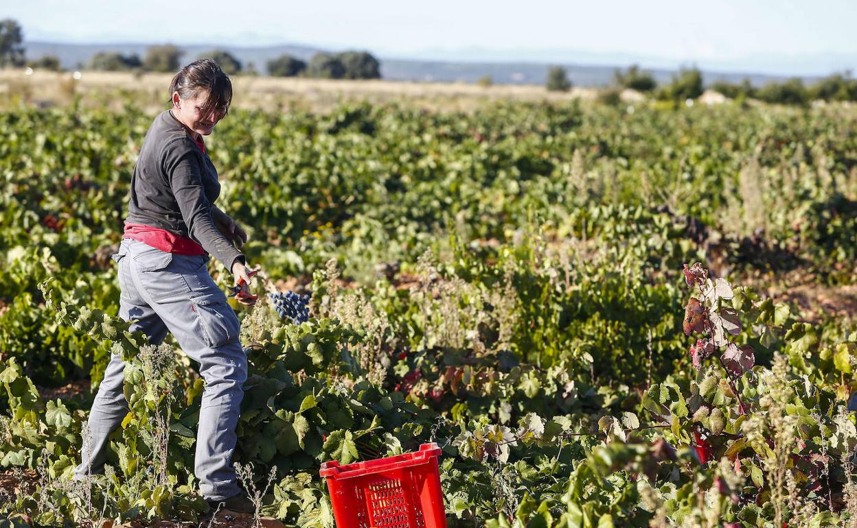 Vendimia en los viñedos de la bodega Fuentes del Silencio situada en Herreros de Jamuz (León)