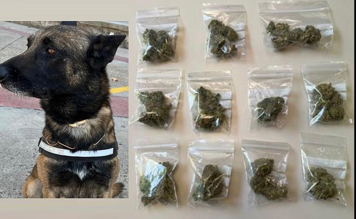 Imagen de las bolsitas de marihuana incautadas tras ser detectadas por la Unidad Canina de la Policía Local. 