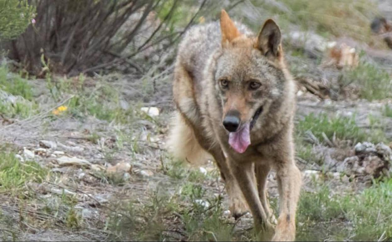 Castilla y León registra un ataque de lobo cada tres horas 