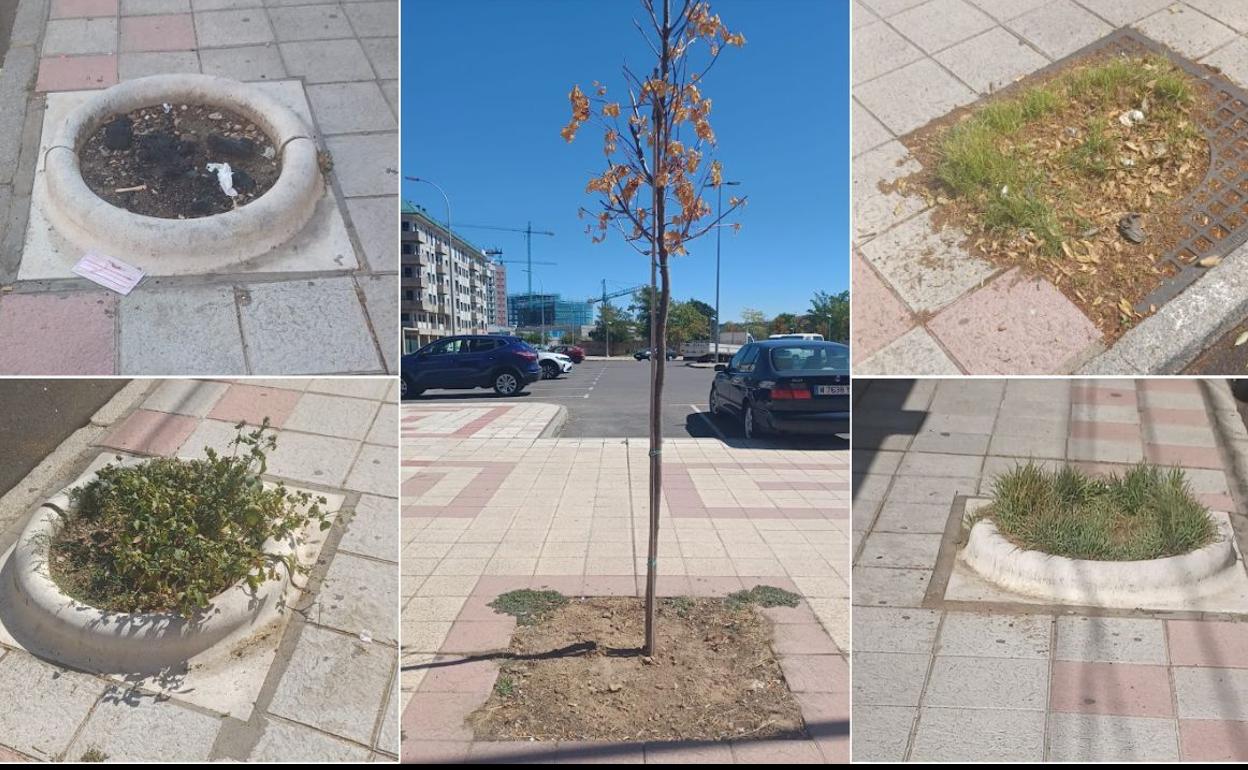 Imagen del estado de algunos árboles de la ciudad, en una imagen elaborada por Ciudadanos. 